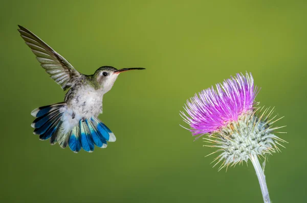 Colibrí flotando en el cardo rosa — Foto de Stock