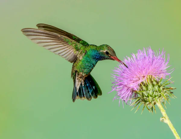 Geniş gagalı sinek kuşu — Stok fotoğraf