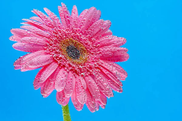 güzel bir çiçek köpüklü su, yakın çekim