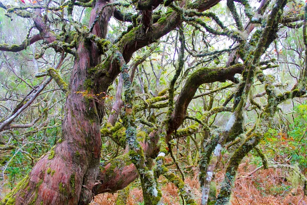 Madeira yosunlu ağaçlar