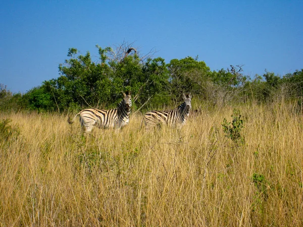 Zwei Zebras in der Savanne — Stockfoto