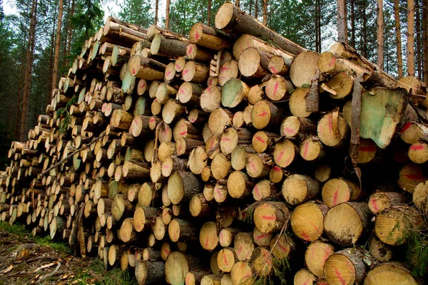 A pile of logs — Stock Photo, Image