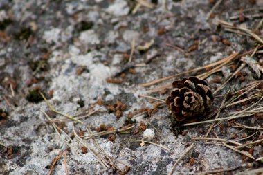 Bir tek koni doku taşla