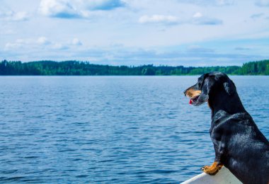 Bir tekne içinde siyah dachshund