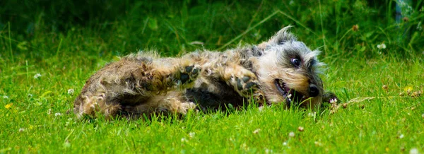 Un perro salchicha gris jugando — Foto de Stock