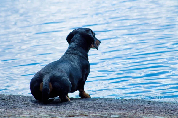 Siyah dachshund oturan — Stok fotoğraf