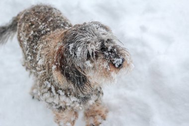 Karda oynayan gri ve karlı bir dachshund