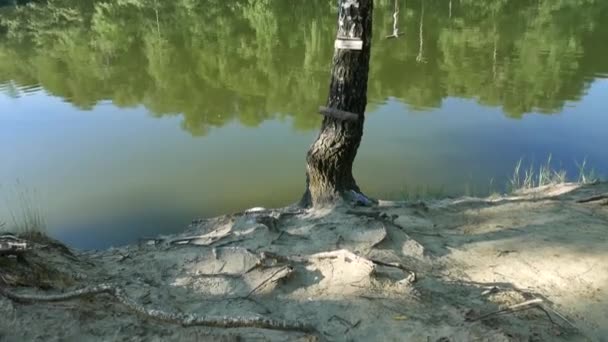 Drzewo nad wodą, brzoza, w pobliżu brzegu. — Wideo stockowe