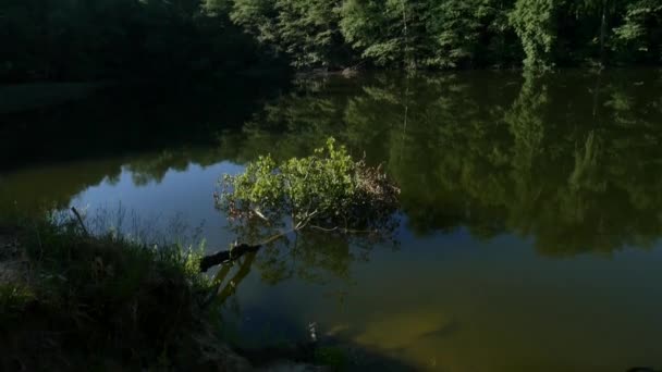 Fa, víz, tó, folyó. — Stock videók