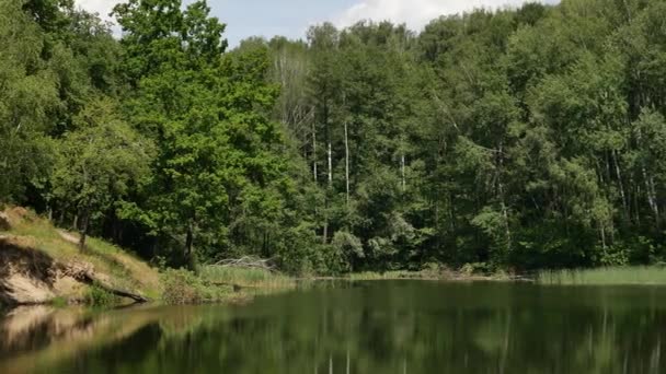 Forest on the shore of lake — Stock Video