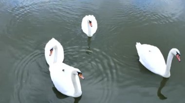 Beyaz Kuğu bir paket içinde yüzmek ve yalnız