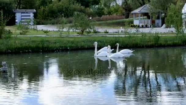 Cisnes brancos nadam em um pacote e sozinhos — Vídeo de Stock