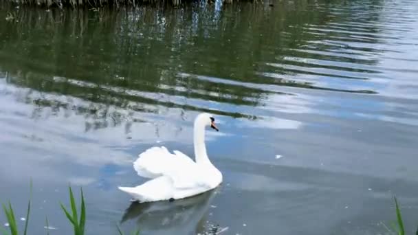 Cygnes blancs nagent dans une meute et seuls — Video