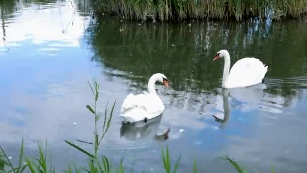 White swans swim in a pack and alone — Stock Video