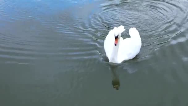 Cisnes brancos nadam em um pacote e sozinhos — Vídeo de Stock