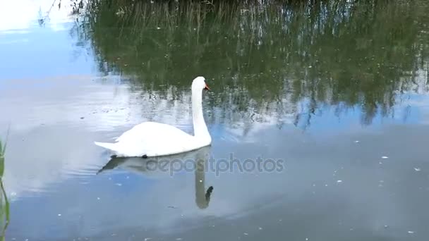 Cisnes brancos nadam em um pacote e sozinhos — Vídeo de Stock