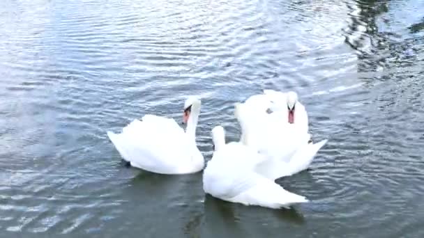 Белые лебеди плавают в стае и одни — стоковое видео