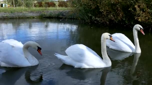 Cygnes blancs nagent dans une meute et seuls 