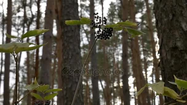 Il sambuco nella foresta . — Video Stock