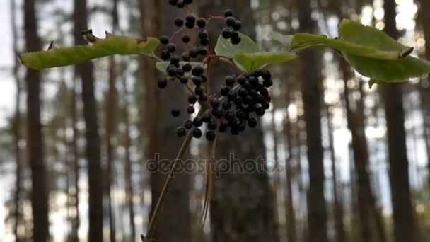 숲에서 elderberry. — 비디오