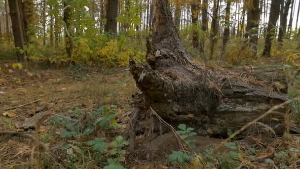 souche dans la forêt. Automne 