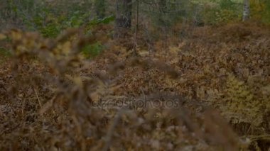 sonbahar ormanda düşen yapraklar