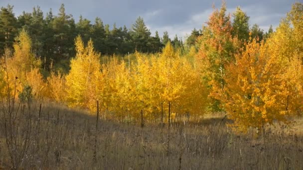 Bos in de herfst — Stockvideo