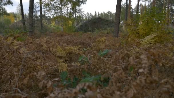 Foglie cadute nei boschi autunnali — Video Stock