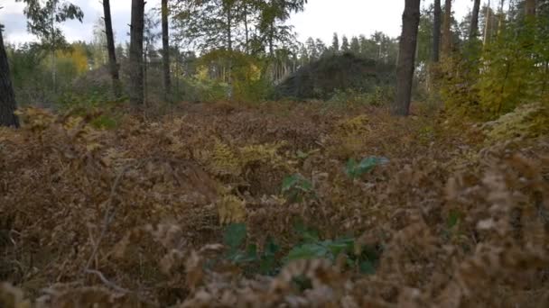 Nedfallna löv i höst woods — Stockvideo