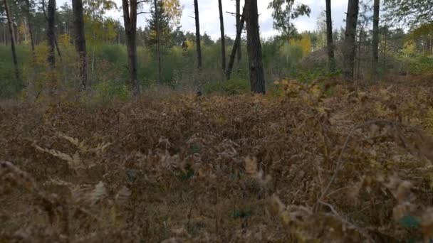 Gevallen bladeren in de herfst bos — Stockvideo