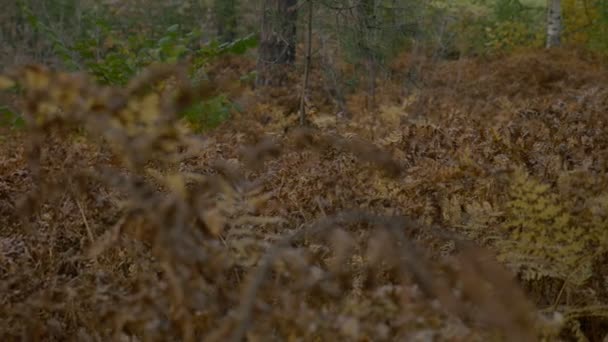 Gevallen bladeren in de herfst bos — Stockvideo