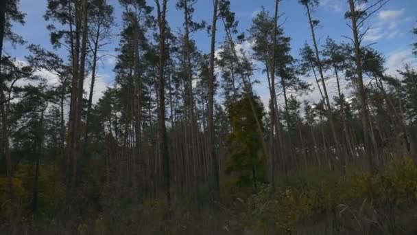 Nieba i lasu jesienią — Wideo stockowe