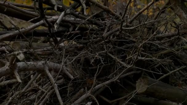Стек колод подрібнених дерев. крупним планом стокове зображення — стокове відео