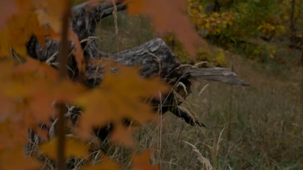 Větev s červenými listy podzim — Stock video