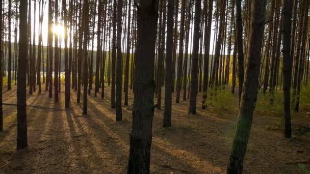 Floresta no pôr-do-sol outono — Vídeo de Stock