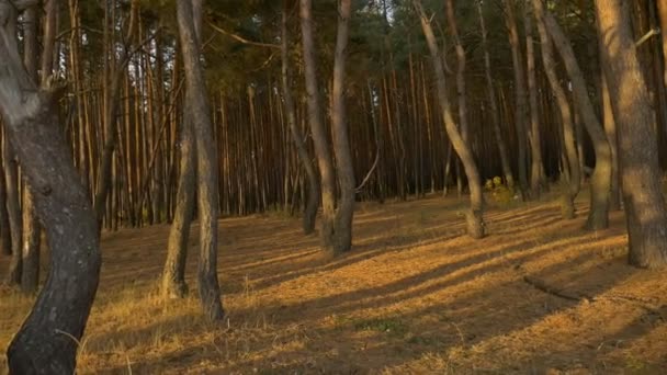 Ліс на осінньому заході сонця — стокове відео