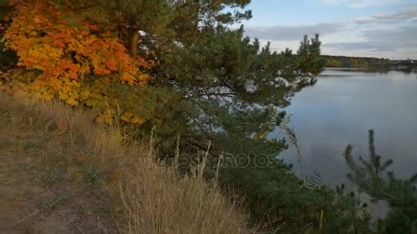 Erdő ősszel folyó — Stock videók