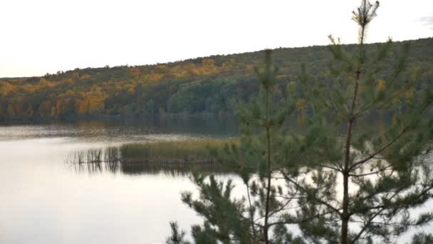 Erdő folyó ősszel — Stock videók