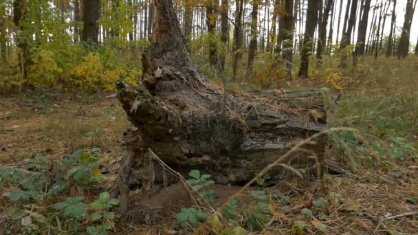 Tocón en el bosque — Vídeo de stock