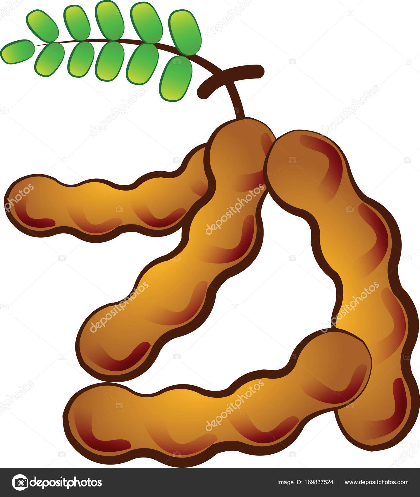 Cartoon Tamarind Isolated Vector Image By C Terd486 Gmail Com Vector Stock Cartoon Tamarind Isolated Vector Image By C Terd486 Gmail Com Vector Stock
