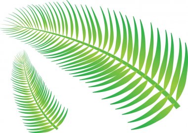 Hindistan cevizi hurma yaprağı, izole, vektör