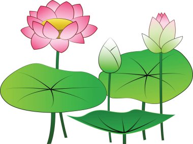 lotus, izole, vektör