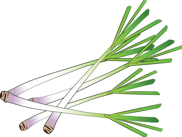 Citronella, isolata, vettore — Vettoriale Stock