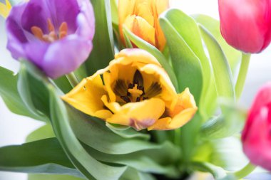 Beyaz arkaplanda laleler