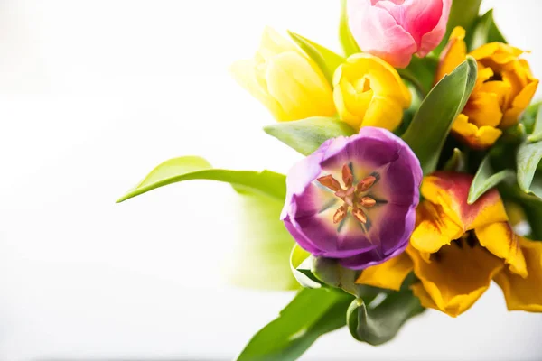Tulpen op witte achtergrond — Stockfoto