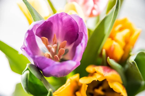 Tulpen op witte achtergrond — Stockfoto