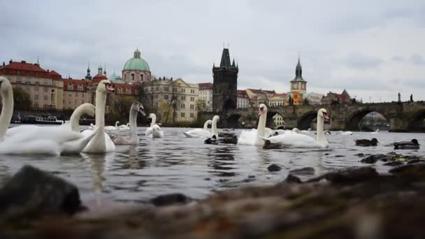Praga, República Checa, Puente de Carlos 2017: Impresionante vista del puente de Carlos hermosos cisnes blancos y patos en el río Moldava en Praga — Vídeos de Stock