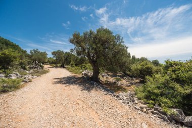 Zeytin ağaçları bahçesi, Akdeniz zeytinliği. Hırvatistan zeytinliği, Lun, Pag adası. - Görüntü
