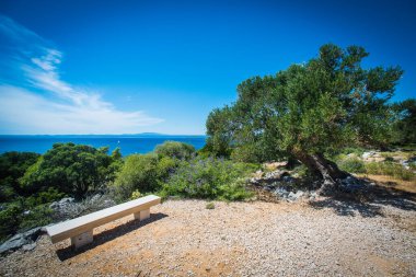 Zeytin ağaçları bahçesi, Akdeniz zeytinliği. Hırvatistan zeytinliği, Lun, Pag adası. - Görüntü
