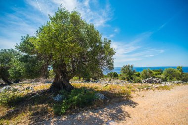 Zeytin ağaçları bahçesi, Akdeniz zeytinliği. Hırvatistan zeytinliği, Lun, Pag adası. - Görüntü